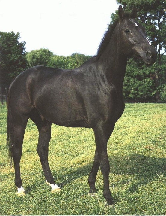 Photo:  Black Horse